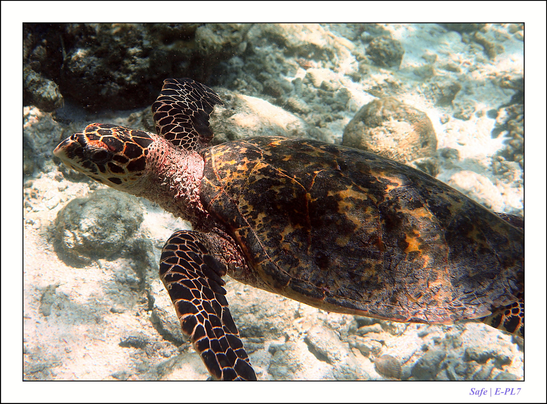 2022 - 07 - snorkeling Maldives - 042
